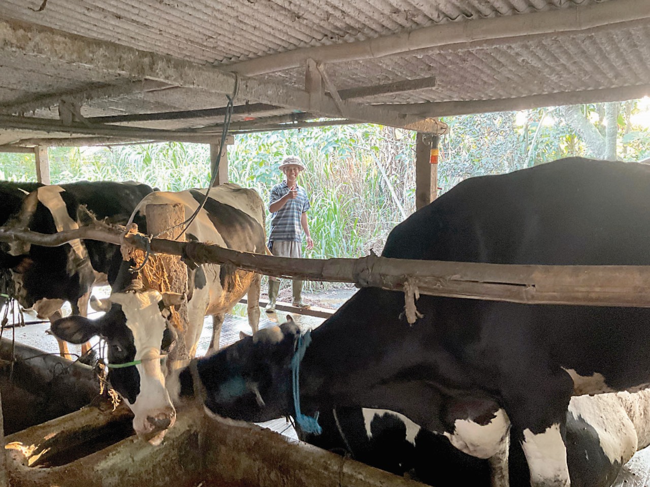 TETAP SEMANGAT: Sapi perah Siti Amira setiap hari hasilkan susu perah.
