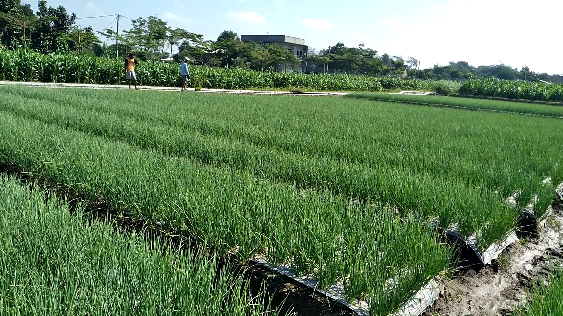 SUBUR: Hamparan tanaman bawang merah hasil olahan Samsul warga Kanigoro, Blitar.