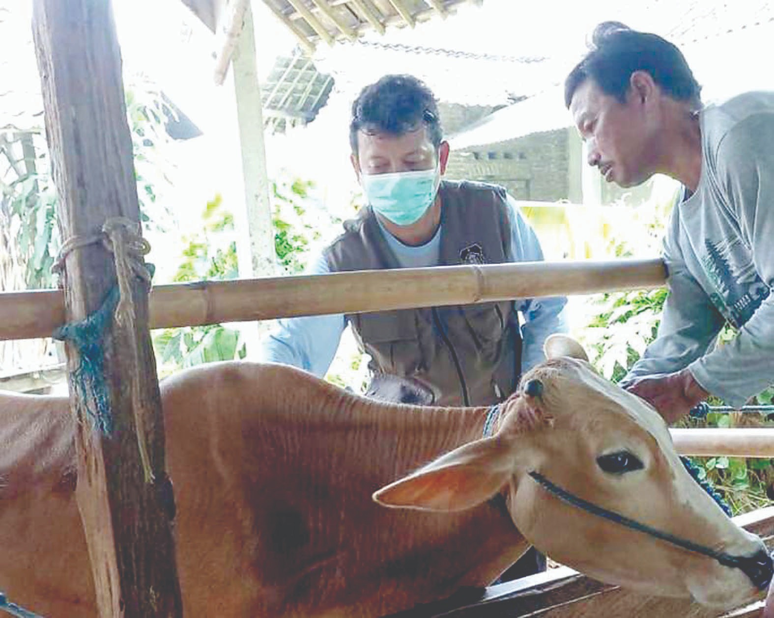 DKPP: Sudah 1.725 Ekor Ternak Divaksin