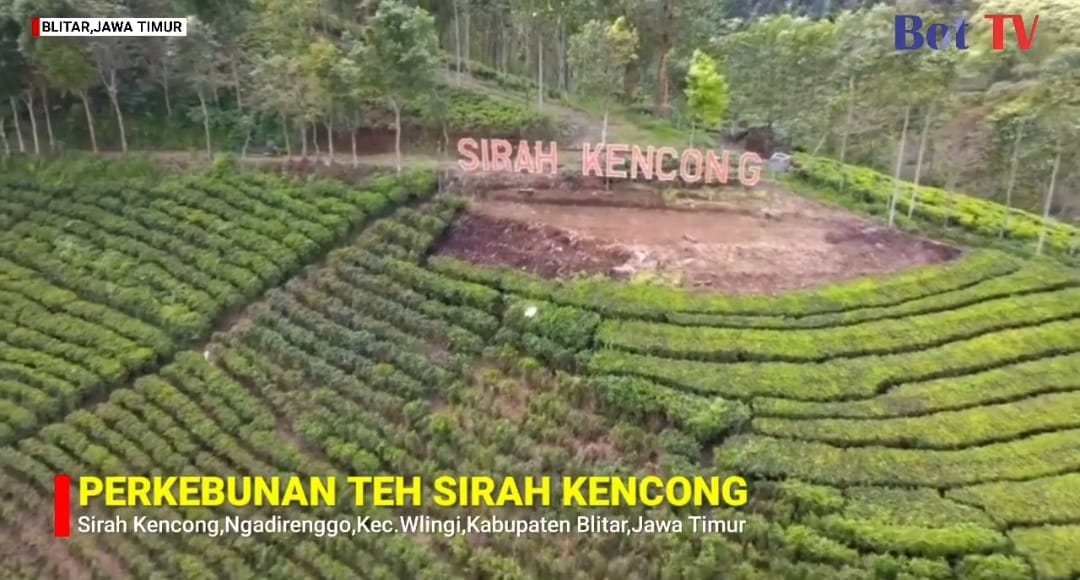 Perkebunan Teh Sirah Kencong: Sejuk, Hijau, dan Instagrammable