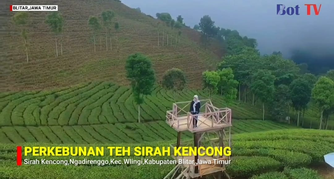 Bukan di Puncak, Blitar Punya Perkebunan Teh Sirah Kencong yang Lebih Adem dan Sepi!