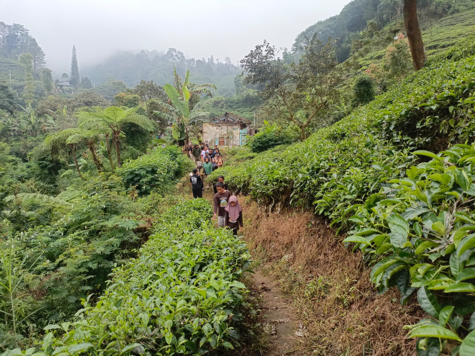 SEJUK: Kawasan perkebunan teh Sirah Kencong, Desa Ngadirenggo, Kecamatan Wlingi, Blitar jadi salah satu pintu pendakian Gunung Butak.