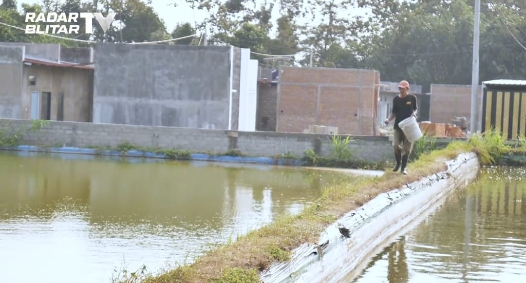 Blitar Kota Koi? Tapi Banyak Warganya Tak Punya Kolam: Kritik Tajam dari Petani Lokal