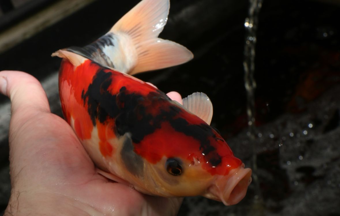 Mitos atau Fakta: Karantina Ikan Koi Pakai Heater, Perlu atau Tidak?