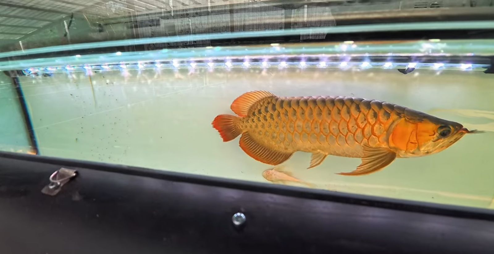 Rahasia Dokter Koi: Kapan Chiller Justru Lebih Ampuh dari Heater untuk Ikan Koi?