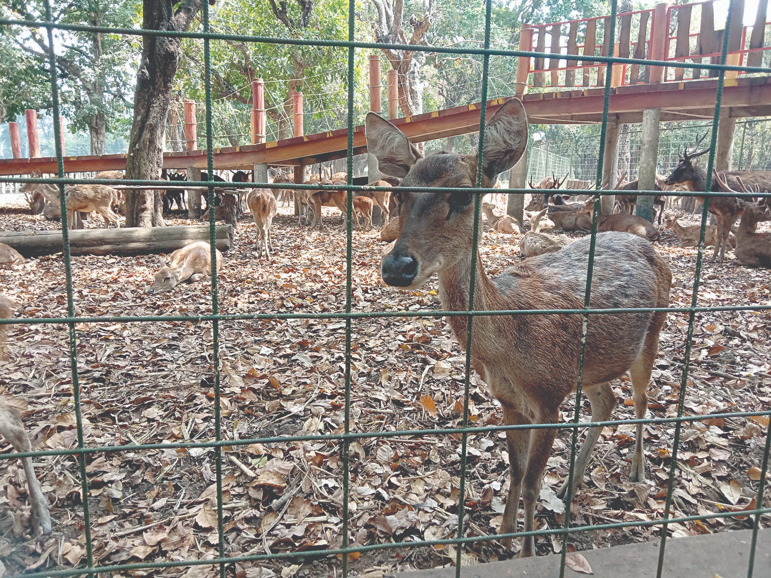 ⁠Begini Kondisi Penangkaran Rusa Kesambi Tress Park di Blitar: Jadi Wisata Edukasi, Jumlah Satwa Capai 79 Ekor