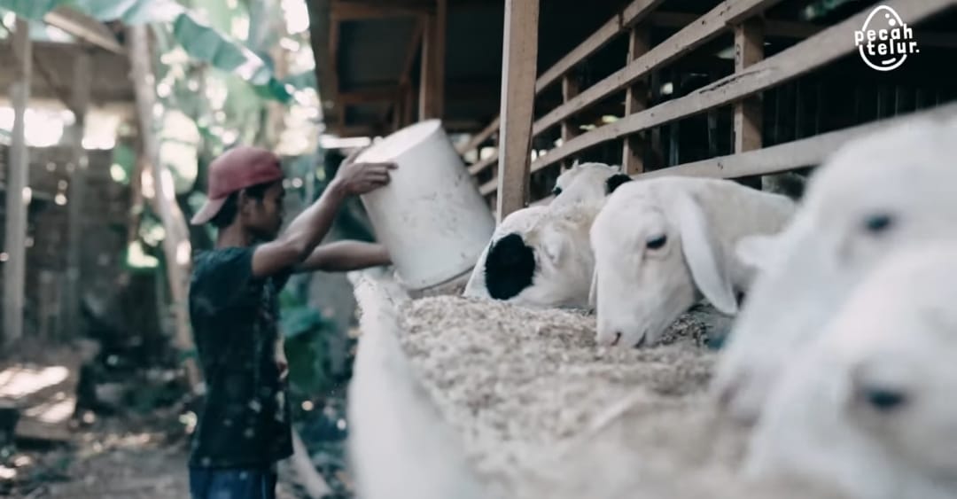 Dari Ayam ke Domba: Riset Peternak Ayam Petelur Blitar Temukan Peluang Baru di Pupuk Organik