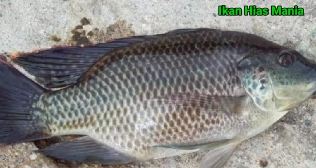 Misteri Ikan Mujair: Dari Afrika Hingga Ditemukan di Blitar