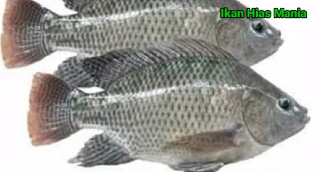 Ikan Mujair, dari Santunan Belanda, Propaganda Jepang, hingga Penghargaan Soekarno