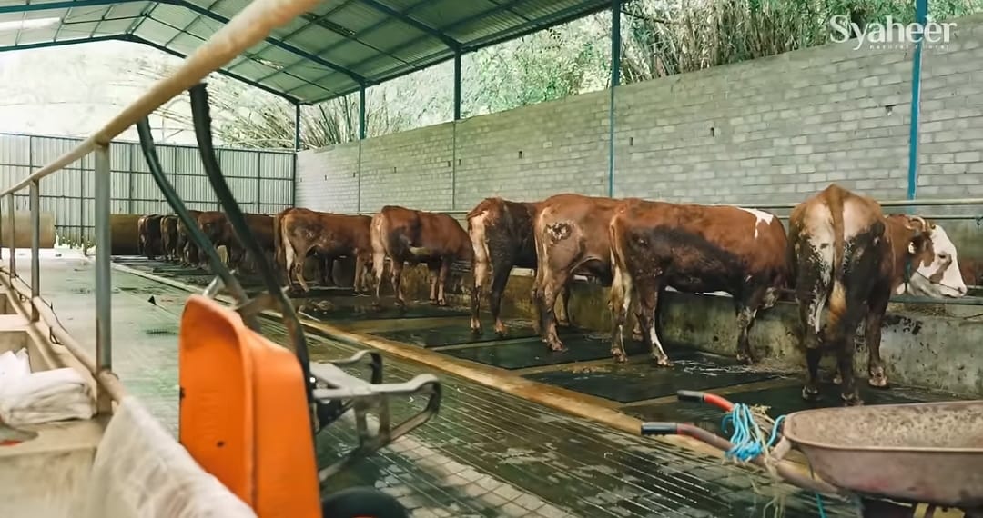 Peternak Sapi Blitar Tinggalkan Gaji Dua Digit, Resign karena Mimpi Ramadan