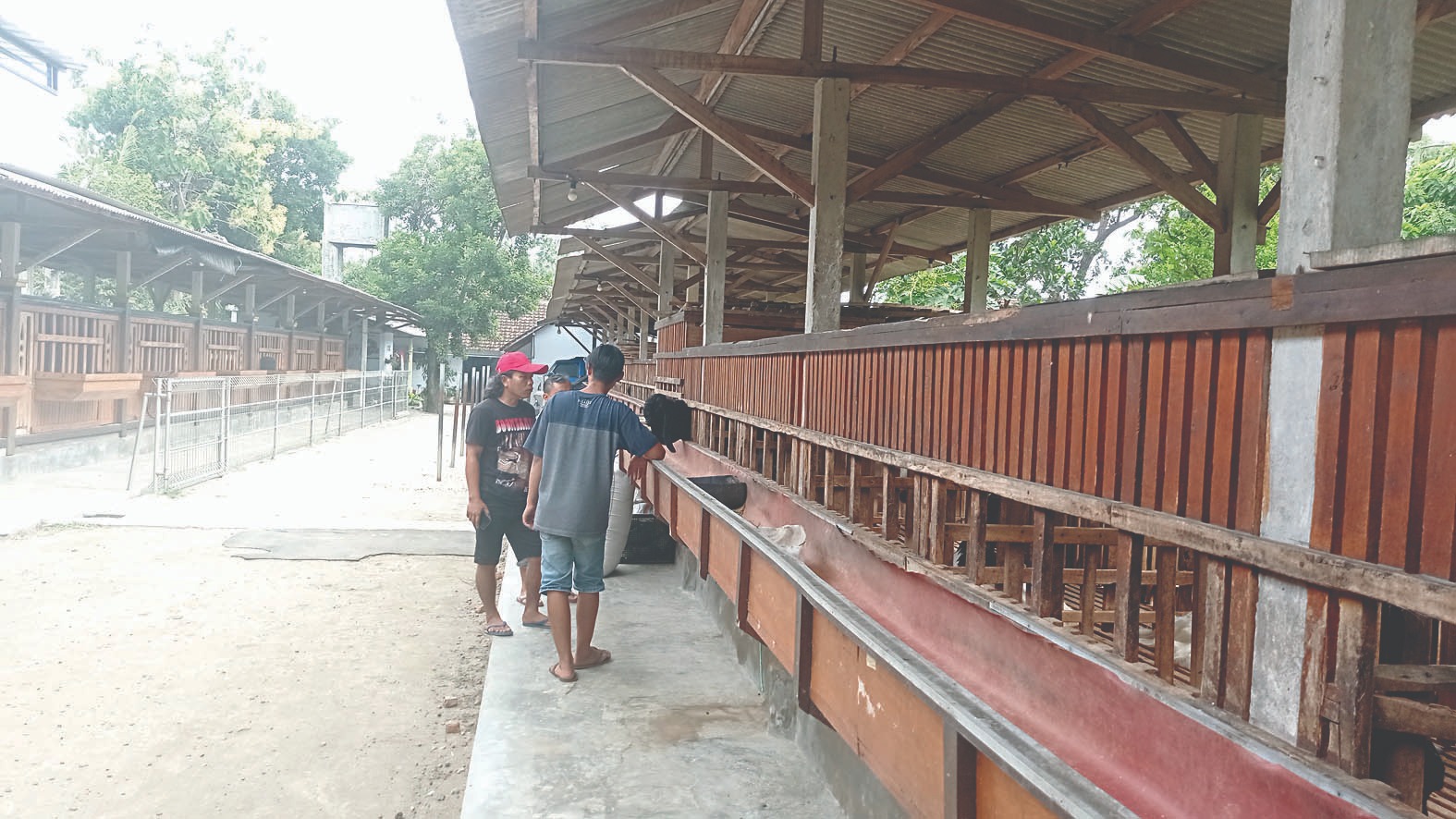 ⁠Peternak Kambing Kontes Warga Blitar Beberkan Tips Merawat Kambing Khusus Kontes dengan Benar, Simak Baik-baik