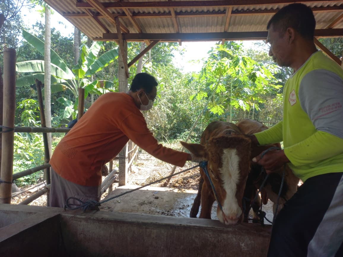 Meski Sapi Sudah Sembuh, Kasus PMK Terus Meningkat di Kabupaten Blitar