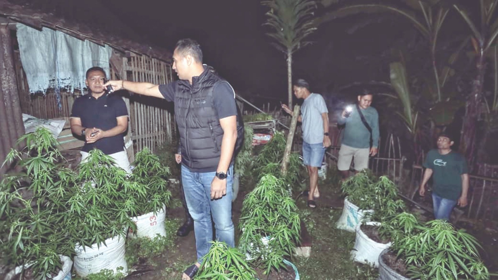 Berkedok Cabai, Ternyata Tanam Ganja Polisi Langsung Amankan Pemilik Juga Menyita 820 Pohon Ganja