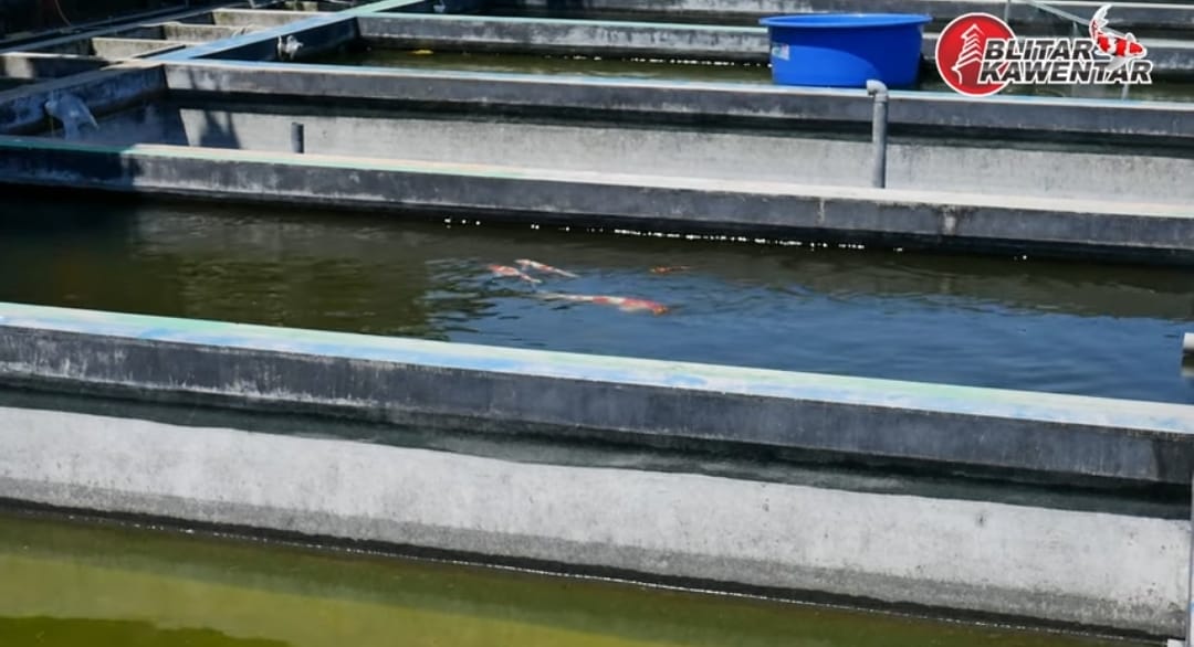 3 Kolam Sawah Hasilkan 3.000 Ekor Koi, Ini Rahasia Breeder Blitar