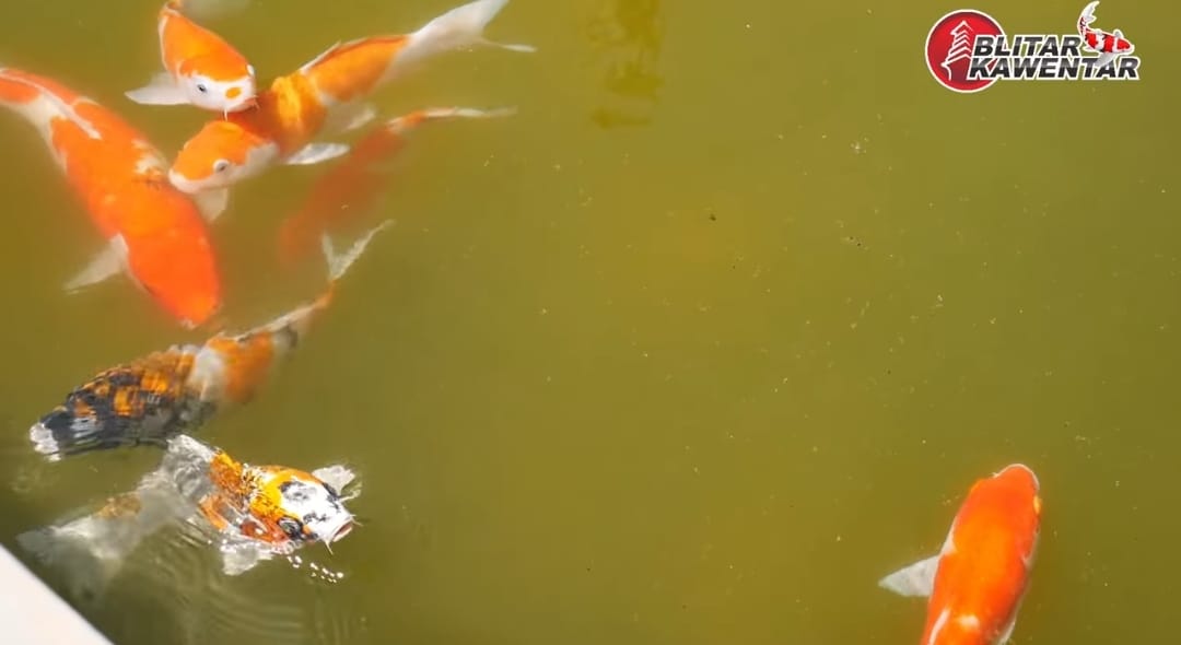Kolam Ikan Bisa Atasi Banjir dan Suburkan Tanah, Breeder Blitar Punya Rahasianya!