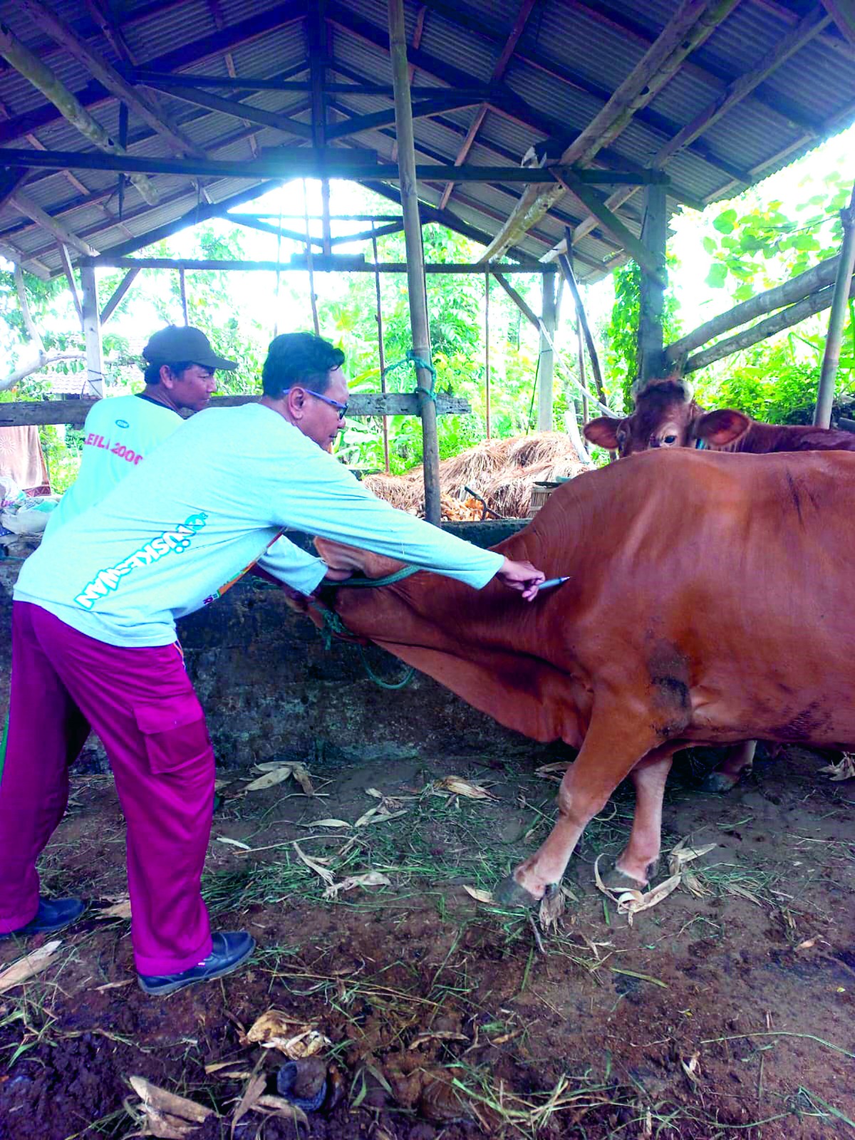 PENCEGAHAN: Proses vaksinasi PMK di wilayah Kecamatan Udanawu beberapa waktu lalu.