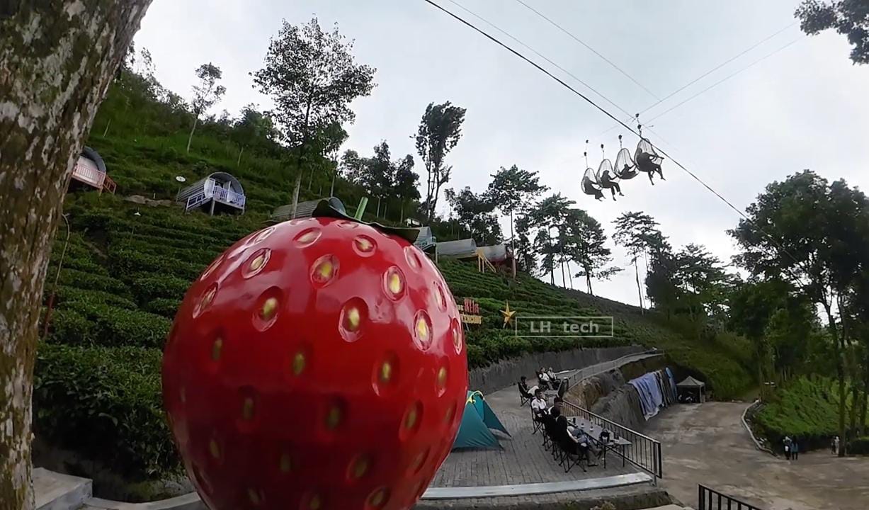 Heboh! Ada Keranjang Sultan di Tengah Kebun Teh Sirah Kencong Blitar, Jadi Spot Selfie Favorit