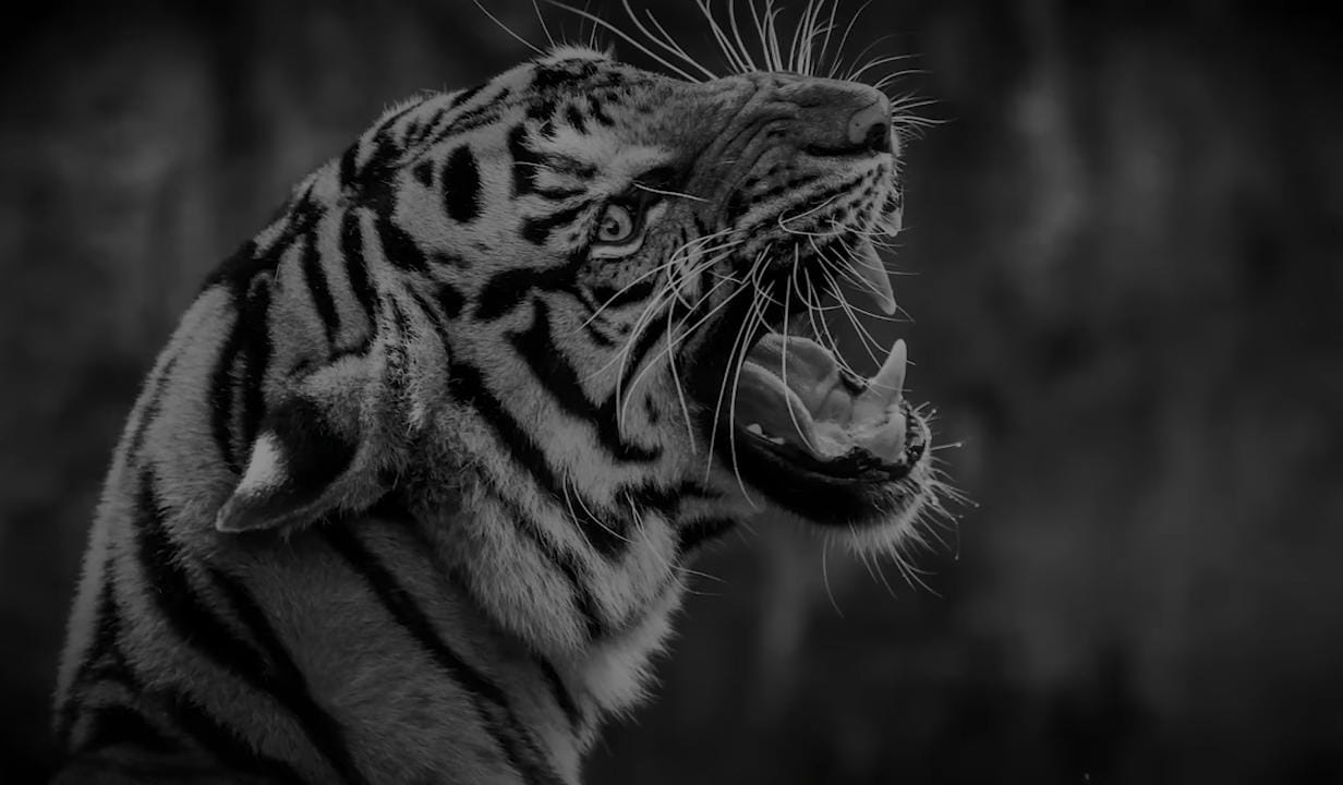 Pendaki Gunung Merbabu Hampir Tewas Diterkam Macan Gaib