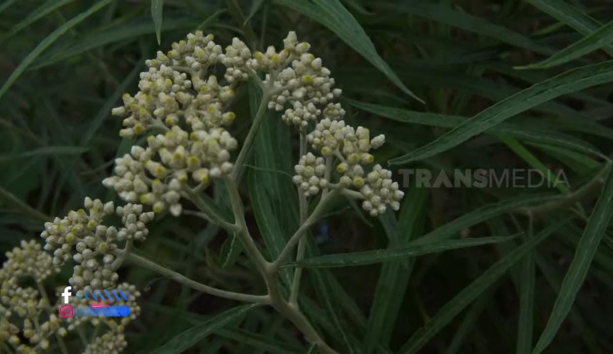 Petik Edelweiss di Bromo Bisa Kena 10 Tahun Penjara, Ini Alasannya!