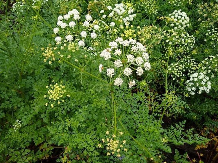 Racun oenanthotoxin dalam tanaman Hemlock Water Dropwort menyerang sistem saraf
