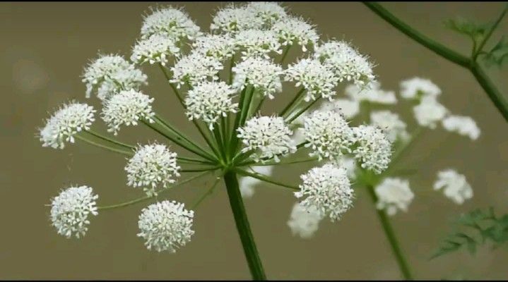 Hemlock Water Dropwort atau Oenanthe crocata, tanaman yang sering disalahartikan sebagai seledri air