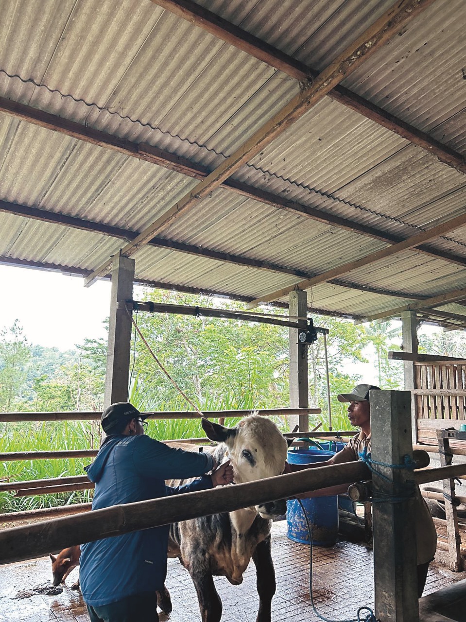 ANTISIPASI: Proses vaksinasi PMK di wilayah Desa Ampelgading, Kecamatan Selorejo, beberapa waktu lalu.