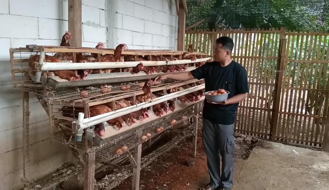 Dari 48 Ekor Ayam, Peternak Ini Bisa Hidupi Keluarganya Hingga 2 Tahun!