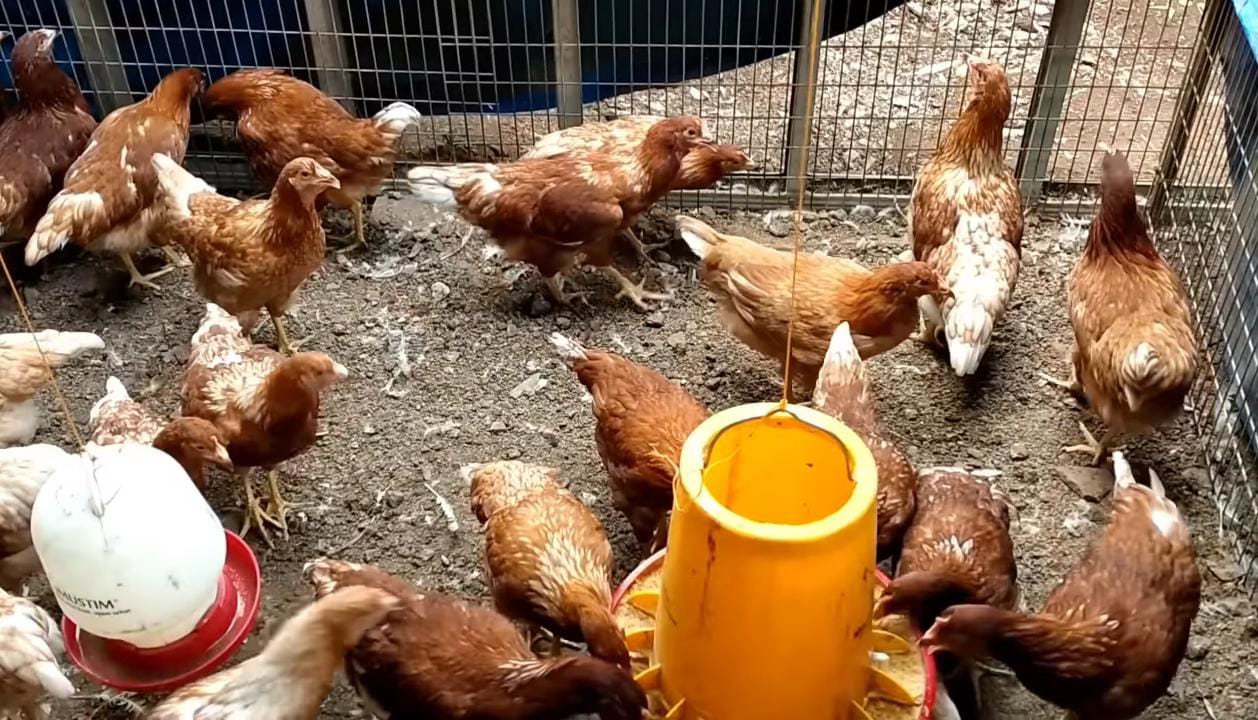 Harga Telur Naik-Turun, Modal Pakan Tak Pernah Turun! Peternak Kecil Blitar Was-Was