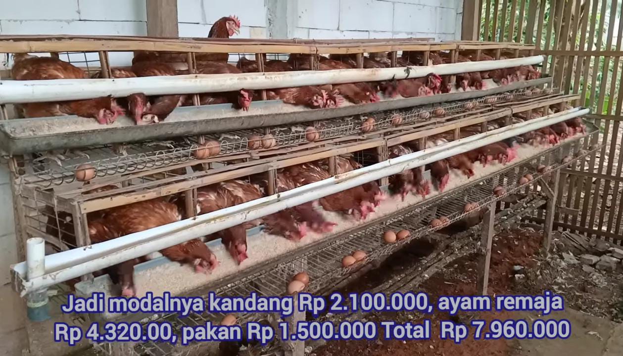 Cuma Modal Rp7,9 Juta, Ternak Ayam Petelur 48 Ekor Bisa Raup Untung Rp14 Juta!