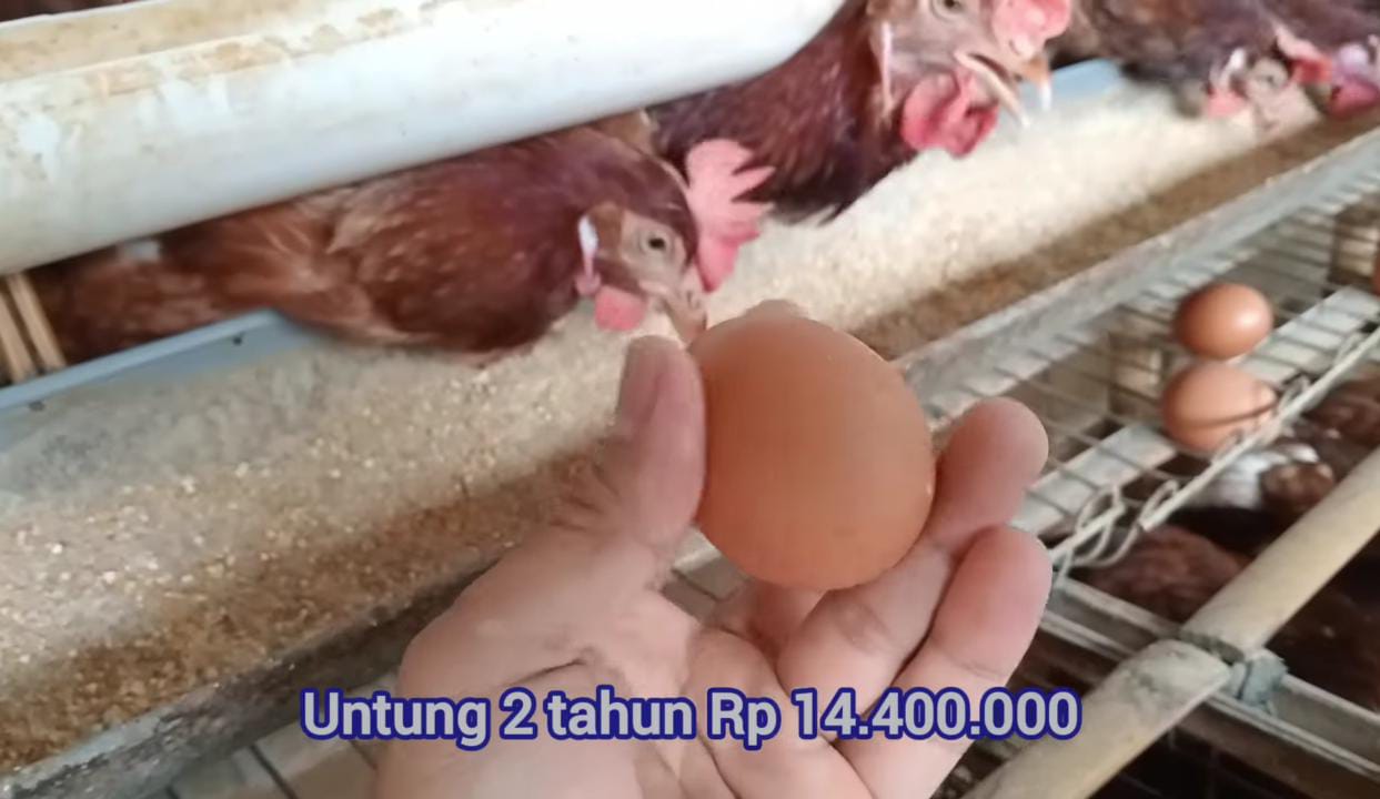 Modal Pas-Pasan, Peternak Ayam Kecil di Blitar Bisa Kantongi Rp14 Juta!