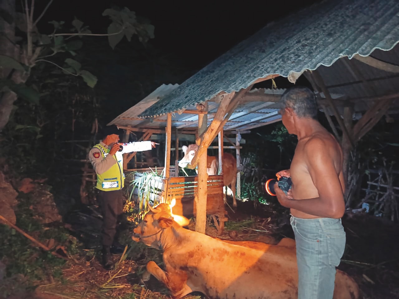 Waspada, Empat Sapi Milik Warga Wonotirto di Blitar Nyaris Raib Dicuri