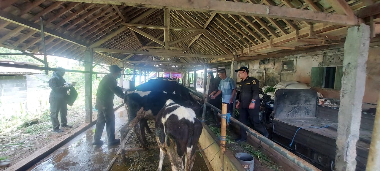 PENGECEKAN: Proses pengambilan sampel terhadap sapi perah di wilayah Kecamatan Gandusari, beberapa waktu lalu.