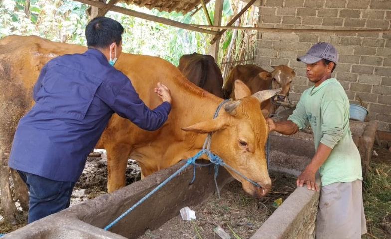 &lrm;CEGAH: Proses vaksinasi sapi sebagai upaya pencegahan kasus PMK di Kabupaten Blitar.
