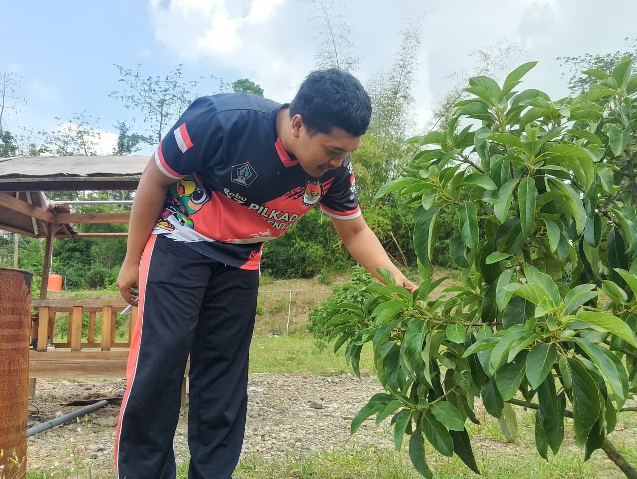 HIJAU: Pemerintah Desa Selokajang memanfaatkan lahan bekas tambang galian C sebagai ladang alpukat untuk meningkatkan pendapatan.