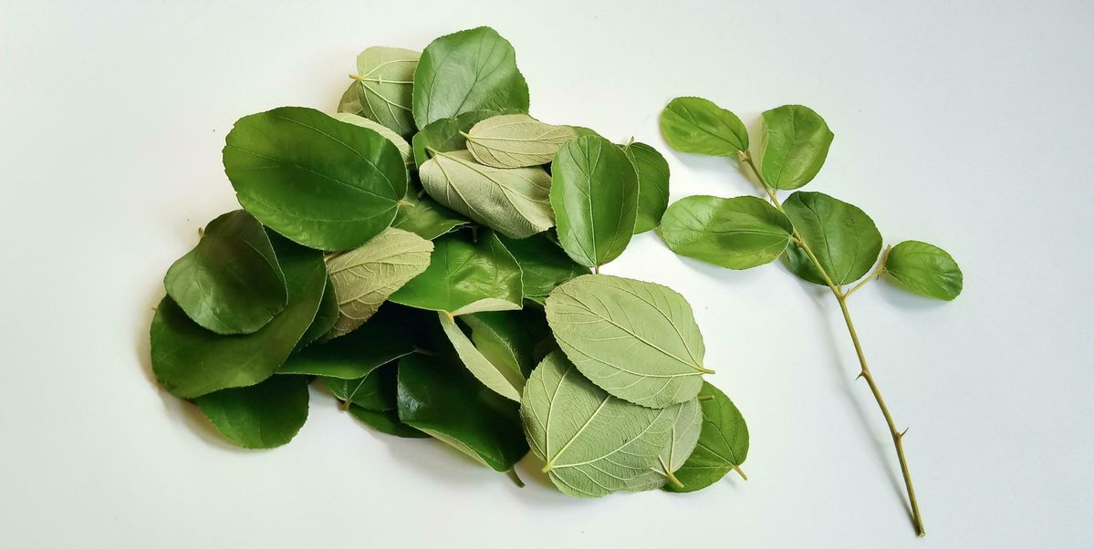 Meski bergizi, konsumsi daun kelor berlebihan bisa sebabkan diare dan kontraksi rahim: Ibu hamil disarankan menghindarinya.