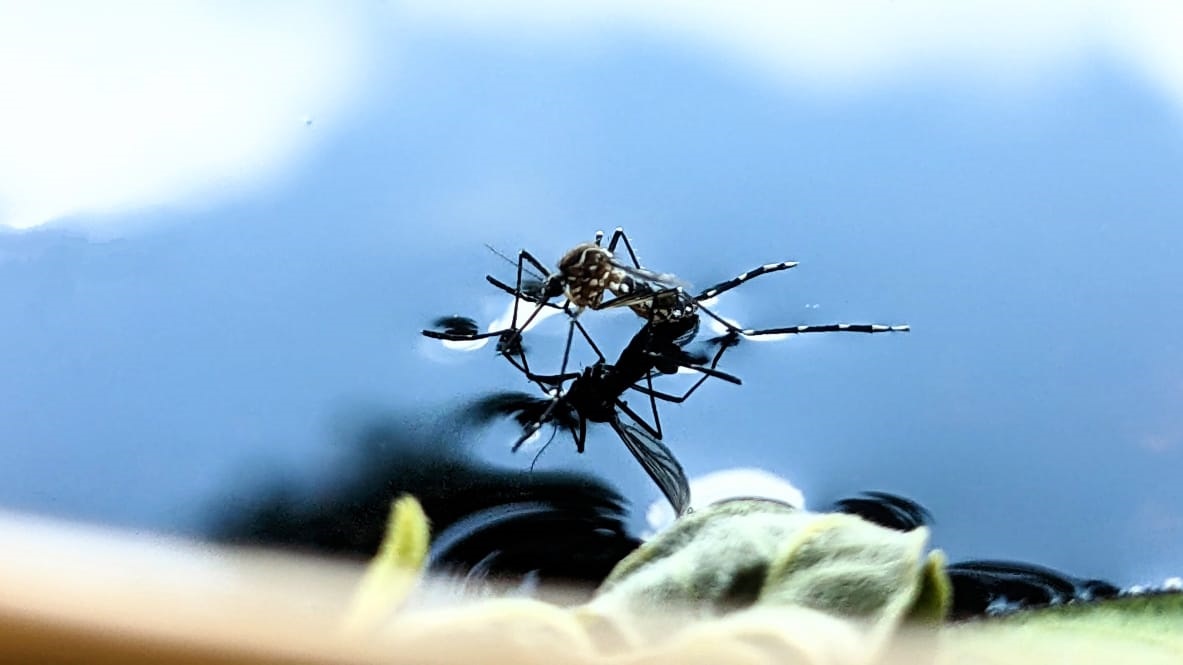 CEPAT: Genangan air menjadi salah satu media bagi nyamuk Aedes aegypti untuk berkembang biak.
