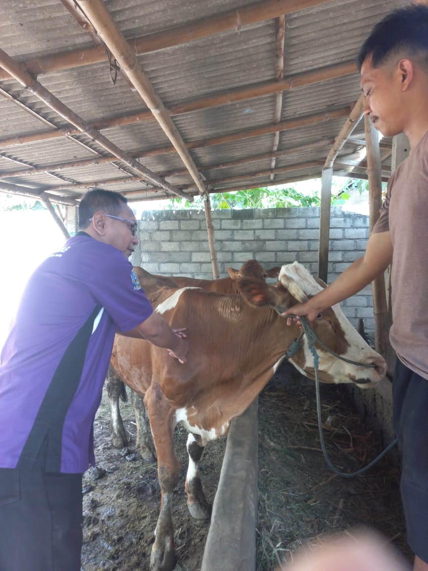 MENJAGA: Disnakkan beberkan capaian vaksin PMK di Kabupaten Blitar sudah mencapai 62 persen.
