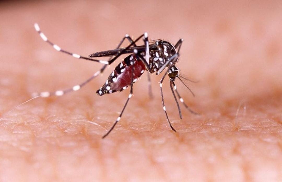 ⁠Waspada Penyakit DBD hingga Leptospirosis Mudah Menyerang di Musim Penghujan, Ini Anjuran Dinkes Kabupaten Blitar