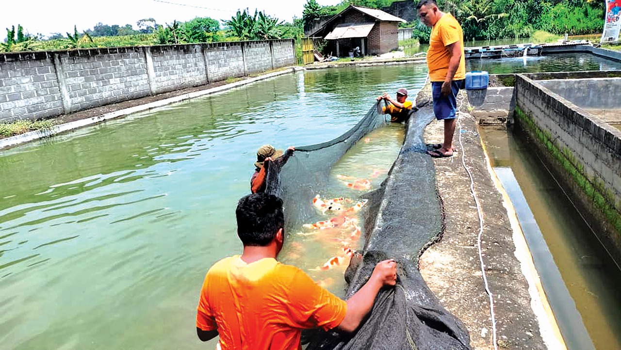 &lrm;PRIMADONA: Ikan koi jadi komoditas unggulan pada budi daya ikan nonpangan di Kabupaten Blitar.