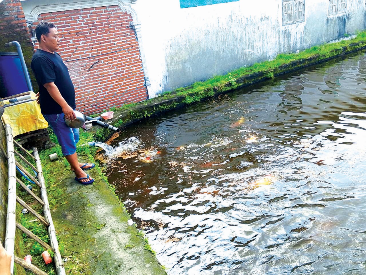 BANGKIT: Usai alami kerugian di budidaya ikan gurami, warga asal Kebonagung pilih terjun ke dunia koi.