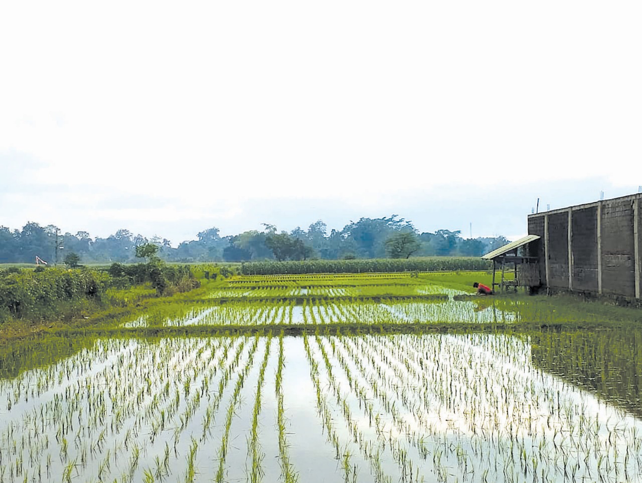 PERSIAPAN: Salah satu sawah di Kabupaten Blitar yang ditanami padi di musim tanam ketiga.