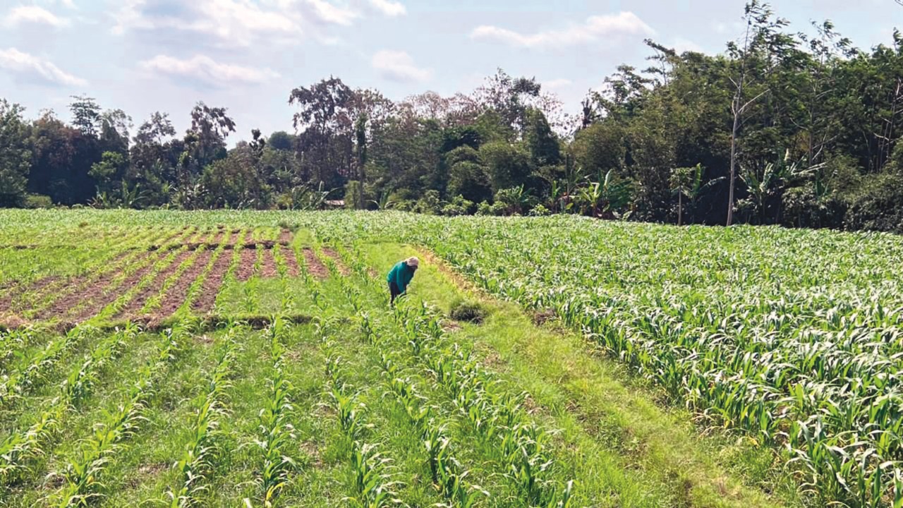 MINTA KEJELASAN: Rencana pembangunan sekolah rakyat (SR) di kelurahan Kauman membuat sejumlah petani penggarap lahan bengkok resah.