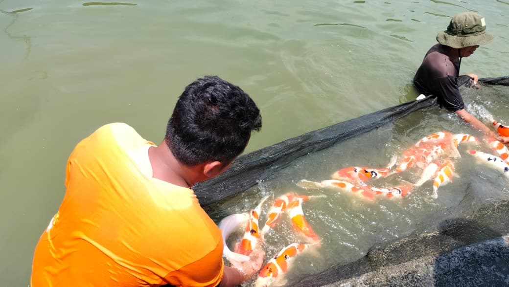 &lrm;MENDOMINASI: Mayoritas pembudidaya ikan di Kabupaten Blitar memilih kolam sebagai wadah budidaya.