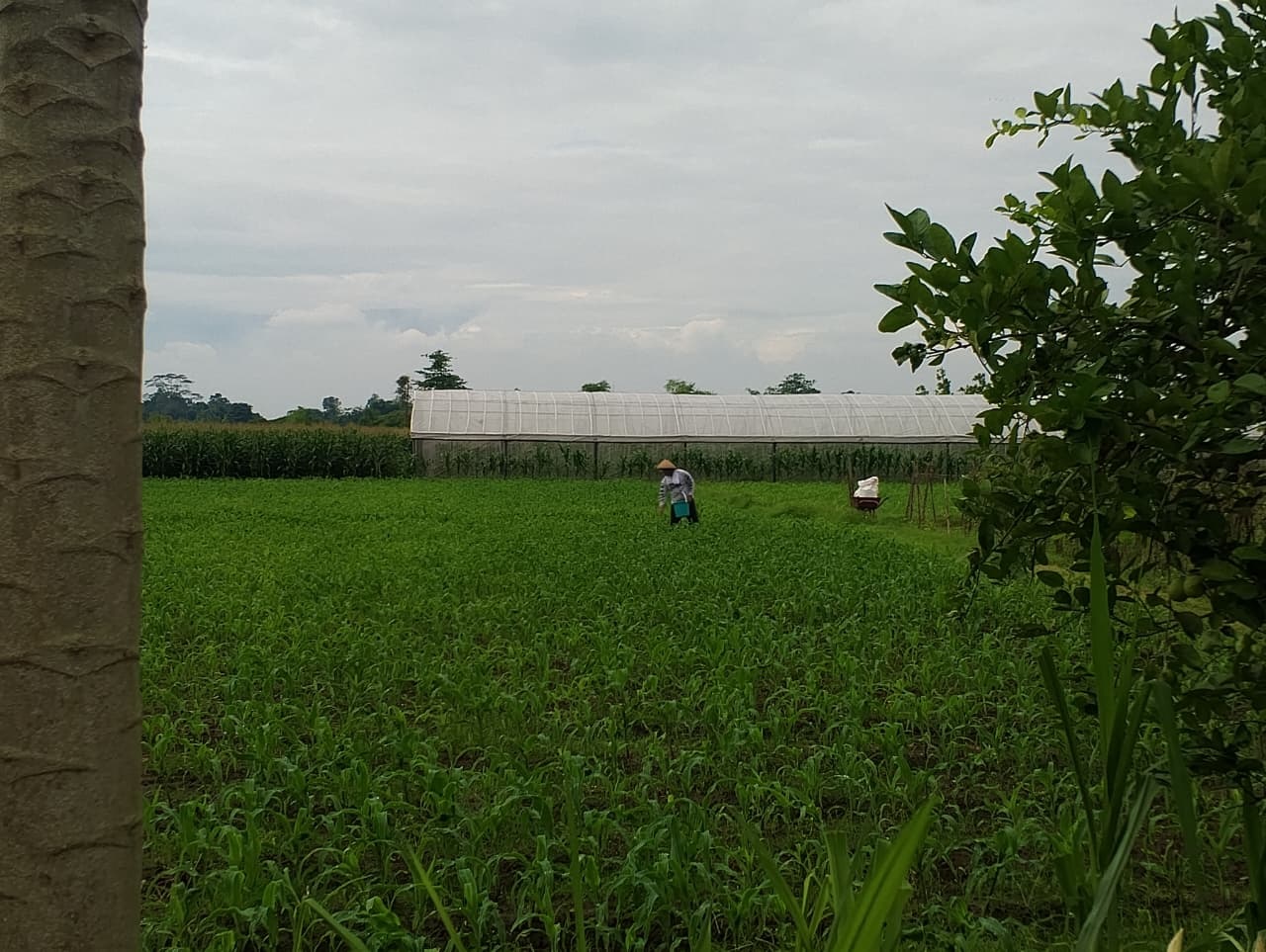 &lrm;SUBUR: Salah satu petani di Kabupaten Blitar sedang menebar pupuk pada tanaman miliknya.