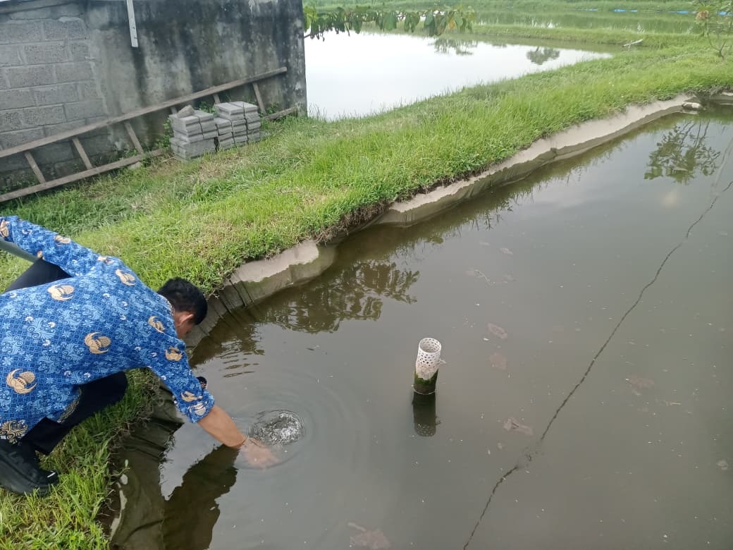 CEK: Pemeriksaan kualitas air kolam untuk memastikan ikan terhindar dari penyakit.
