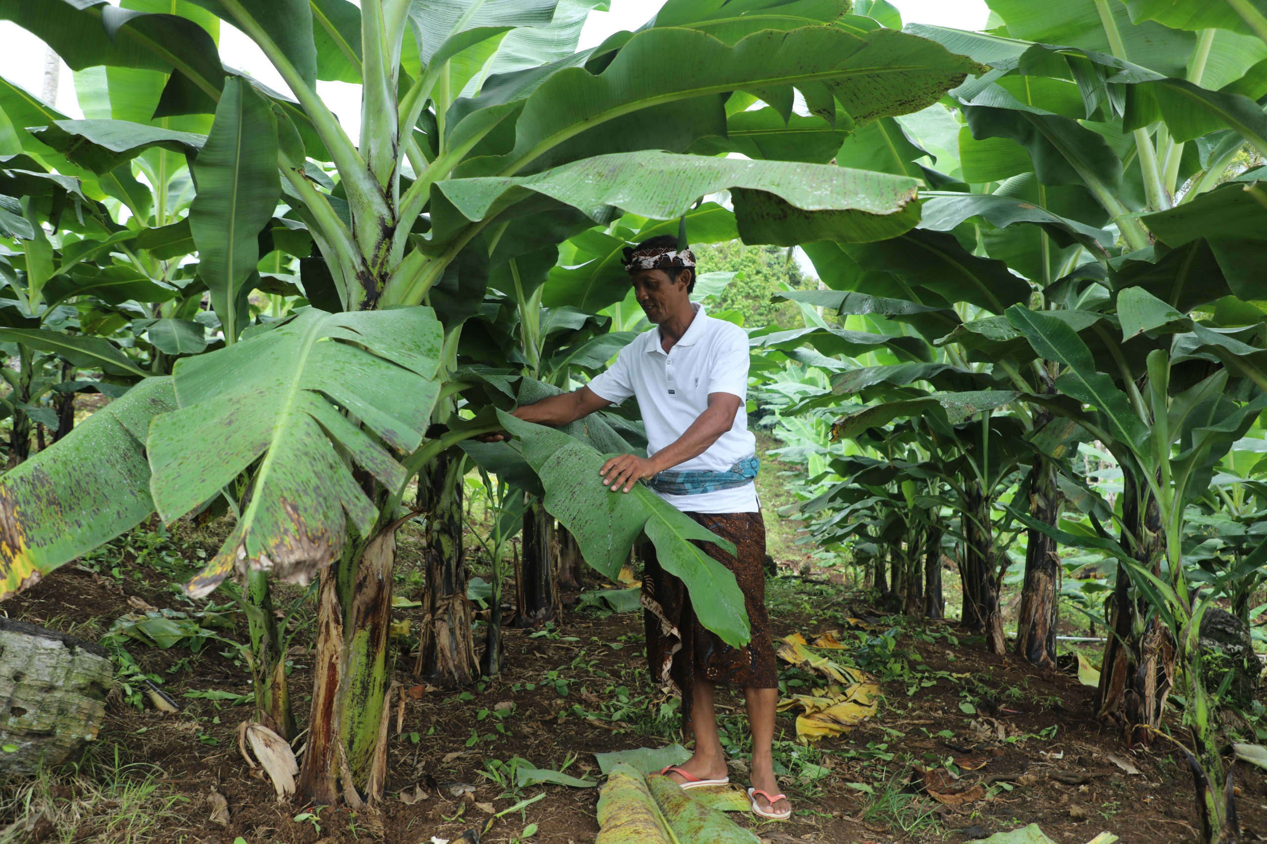 Sertipikat tanah ulayat Desa Adat Asahduren Jembrana wujudkan RA. Buka kerja sama tanam pisang cavendish & tingkatkan ekonomi masyarakat.