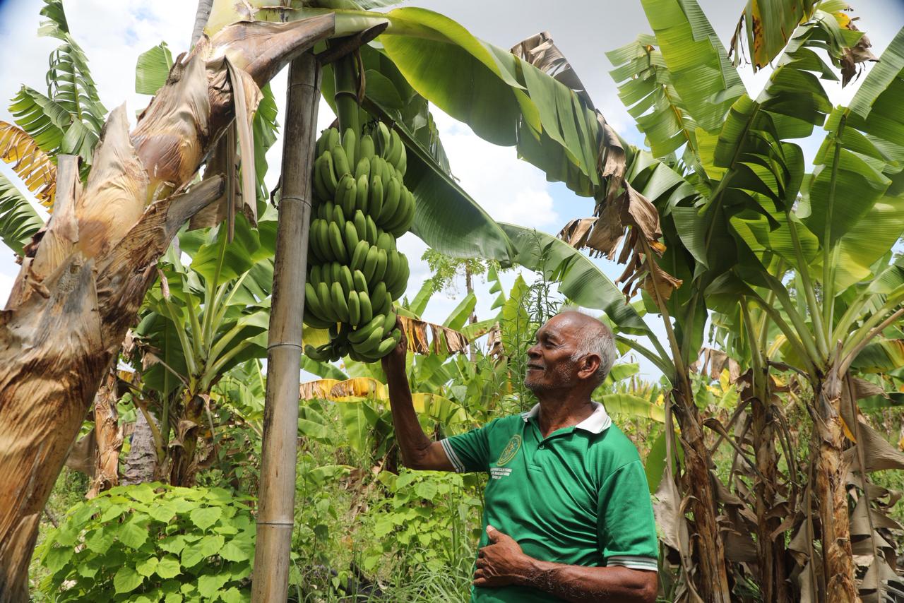 Desa Baumata Kupang resmi jadi Kampung RA usai Redistribusi/PTSL. Kantah berdayakan warga dengan pisang cavendish.