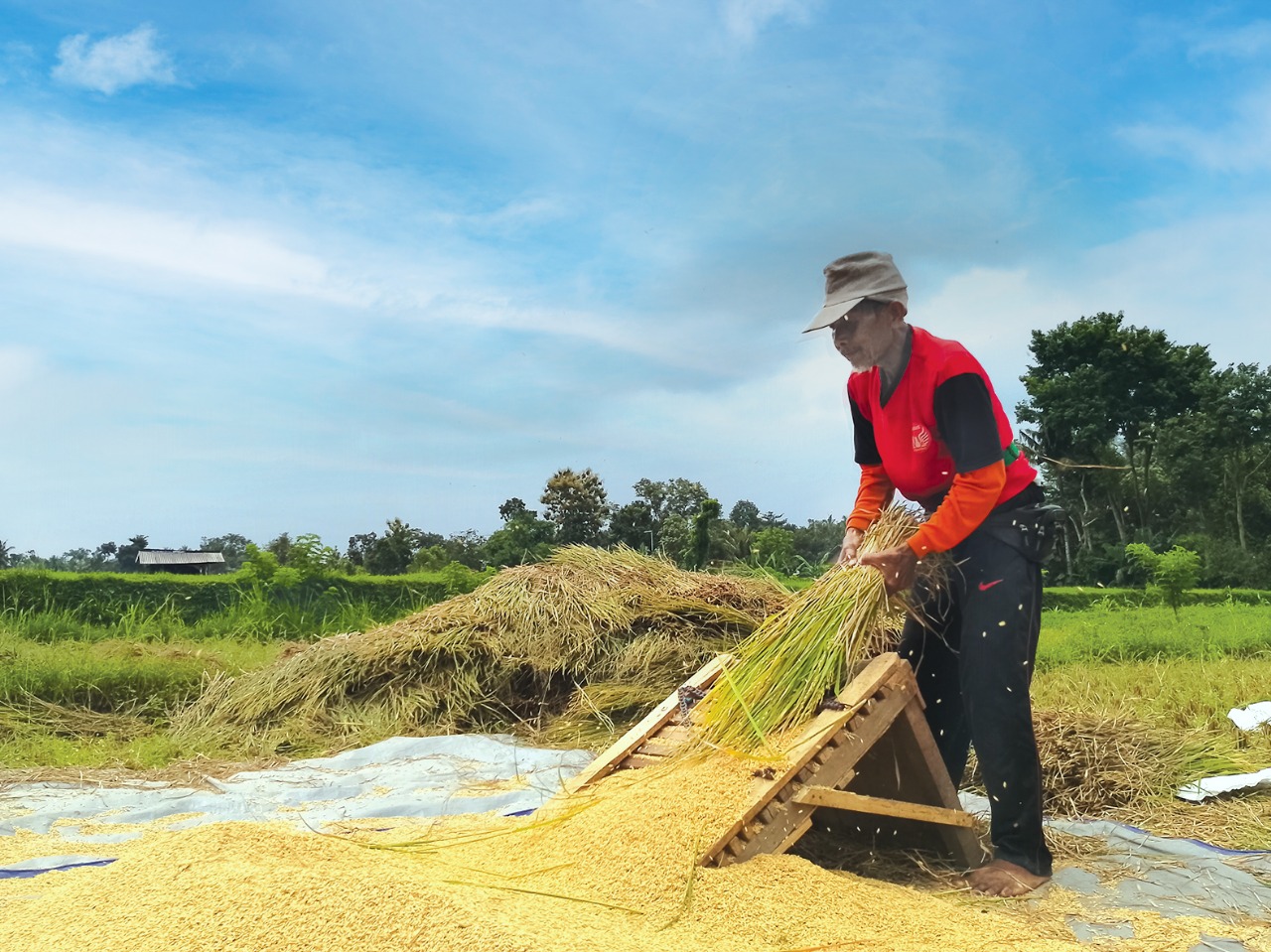Pemkab Blitar Prioritaskan Penyaluran Benih Padi dan Jagung Karena Hal Ini