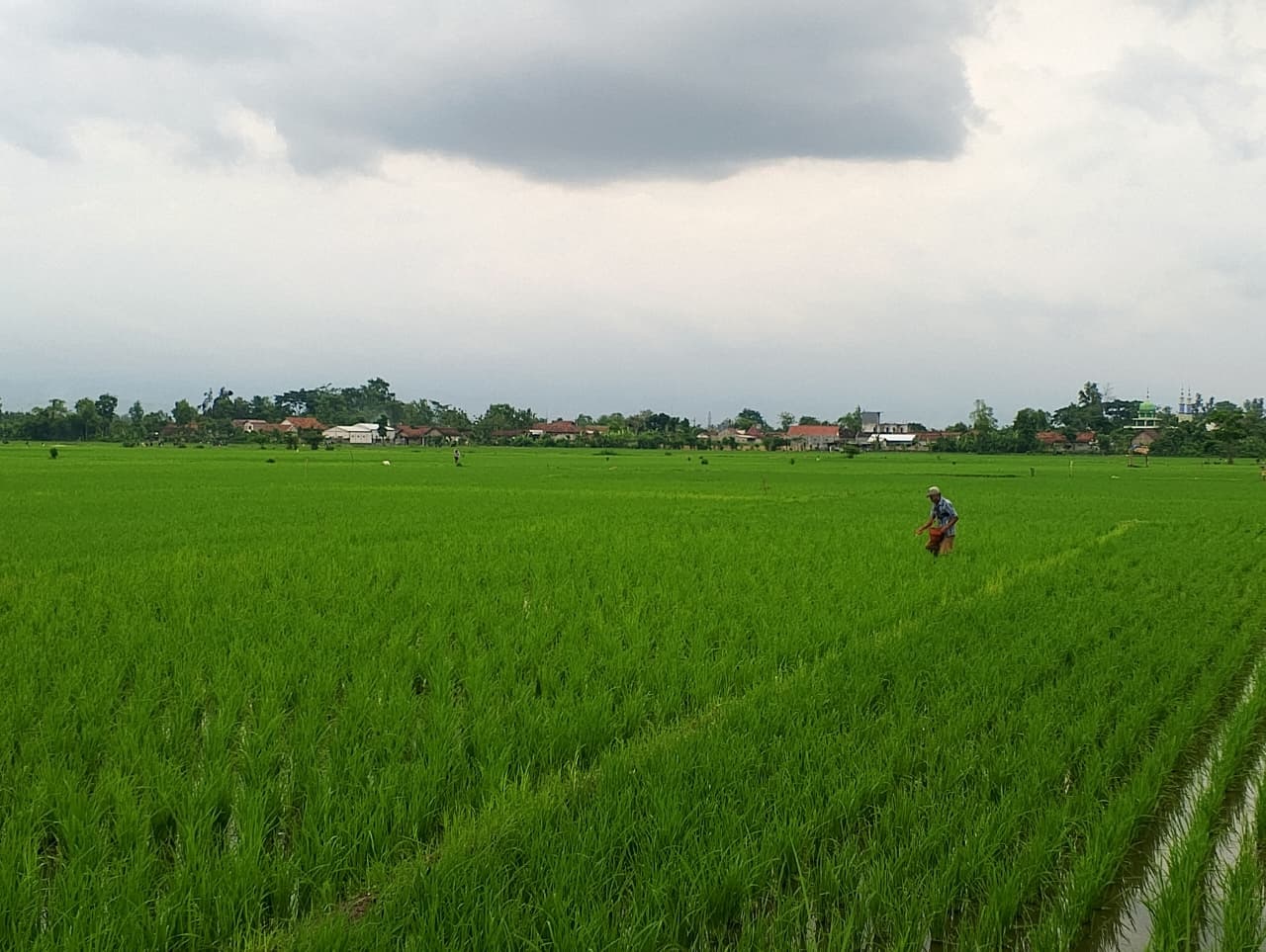 KURANG: DKPP Kabupaten Blitar ajukan penambahan pasokan pupuk untuk penuhi kebutuhan musim tanam ketiga.