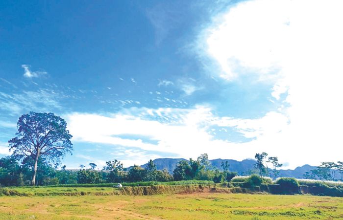 BUTUH PERHATIAN: Pohon leses di kawasan lereng Gunung Kelud, Kecamatan Gandusari.